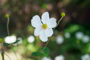 海の中道海浜公園の季節の花の写真