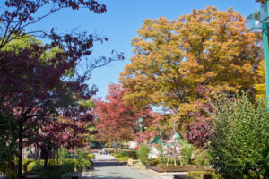 石橋文化センターの紅葉の写真