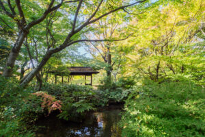 石橋文化センターの紅葉の写真