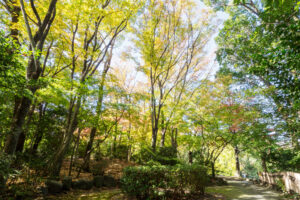 石橋文化センターの紅葉の写真