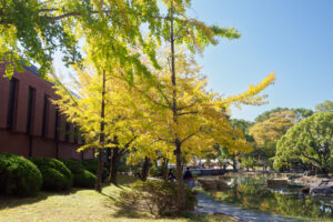 石橋文化センターの紅葉の写真