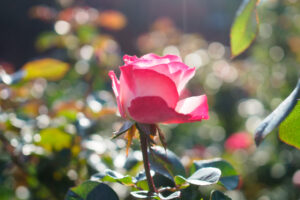 石橋文化センターのバラの写真