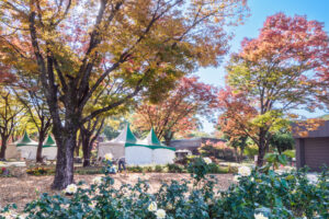 石橋文化センターの紅葉の写真