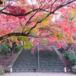 竈門神社の紅葉の写真