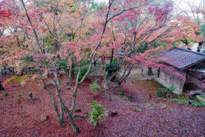 竈門神社の紅葉の写真