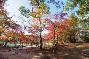 竈門神社の紅葉の写真