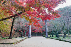 竈門神社の紅葉の写真