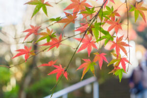 竈門神社の紅葉の写真