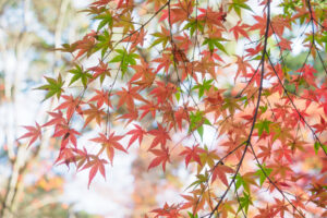 竈門神社の紅葉の写真