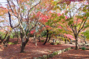 竈門神社の紅葉の写真