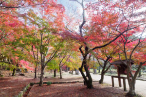 竈門神社の紅葉の写真