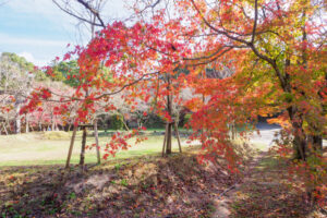 竈門神社の紅葉の写真