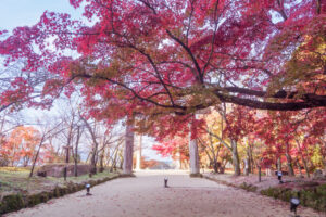 竈門神社の紅葉の写真