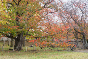 舞鶴公園の紅葉の写真