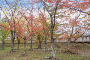 舞鶴公園の紅葉の写真