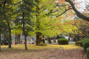 舞鶴公園の紅葉の写真