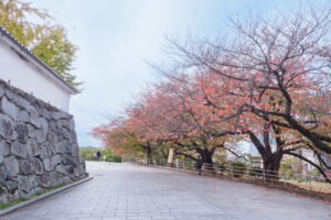 舞鶴公園の紅葉の写真