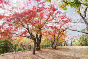 舞鶴公園の紅葉の写真