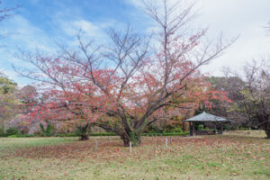 舞鶴公園の紅葉の写真
