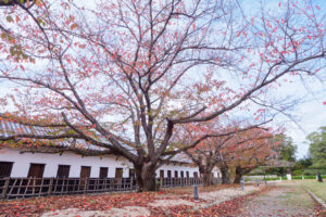 舞鶴公園の紅葉の写真