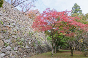 舞鶴公園の紅葉の写真