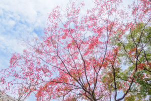舞鶴公園の紅葉の写真