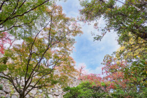 舞鶴公園の紅葉の写真