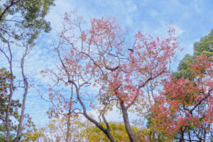 舞鶴公園の紅葉の写真