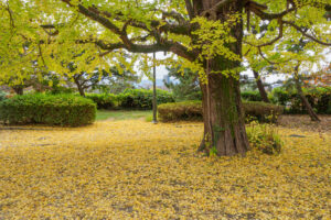 舞鶴公園の紅葉の写真