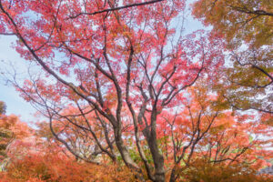 筥崎宮花庭園の紅葉の写真