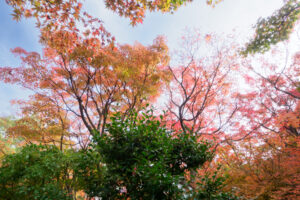筥崎宮花庭園の紅葉の写真
