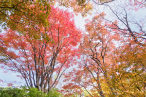 筥崎宮花庭園の紅葉の写真