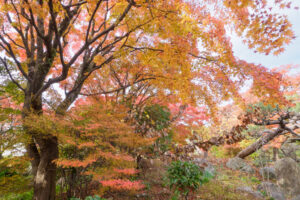 筥崎宮花庭園の紅葉の写真