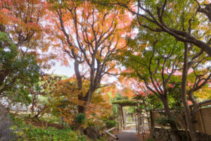 筥崎宮花庭園の紅葉の写真
