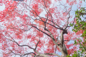 筥崎宮花庭園の紅葉の写真