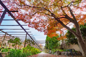 筥崎宮花庭園の紅葉の写真