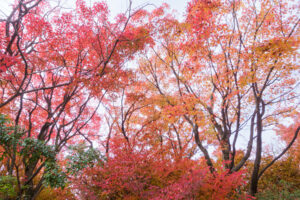 筥崎宮花庭園の紅葉の写真