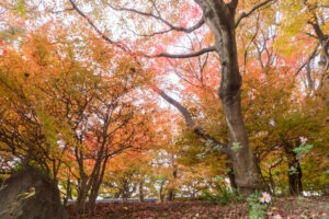 筥崎宮花庭園の紅葉の写真