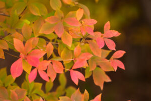 筥崎宮花庭園の紅葉の写真