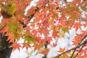 筥崎宮花庭園の紅葉の写真