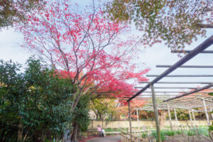 筥崎宮花庭園の紅葉の写真