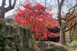 筥崎宮花庭園の紅葉の写真
