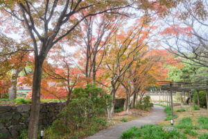 筥崎宮花庭園の紅葉の写真