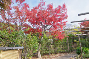 筥崎宮花庭園の紅葉の写真