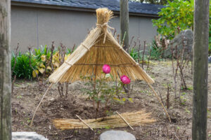 筥崎宮花庭園の冬ぼたんの写真