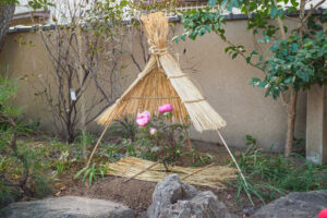 筥崎宮花庭園の冬ぼたんの写真