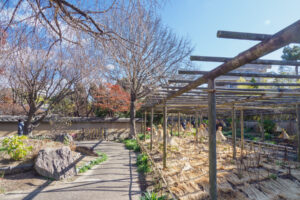 筥崎宮花庭園の冬ぼたんの写真