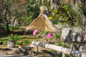 筥崎宮花庭園の冬ぼたんの写真