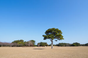 海の中道海浜公園の園内風景の写真