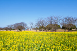 海の中道海浜公園の菜の花の写真